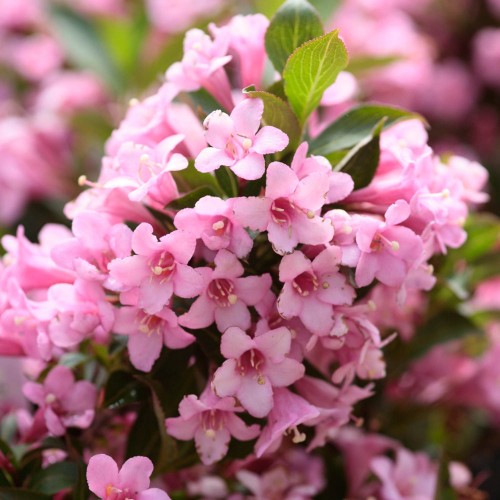 Weigela 'Rosea' - Veigela 'Rosea' C5/5L